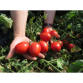 Pâte de tomate en vrac en brix 30-32% en pause chaude